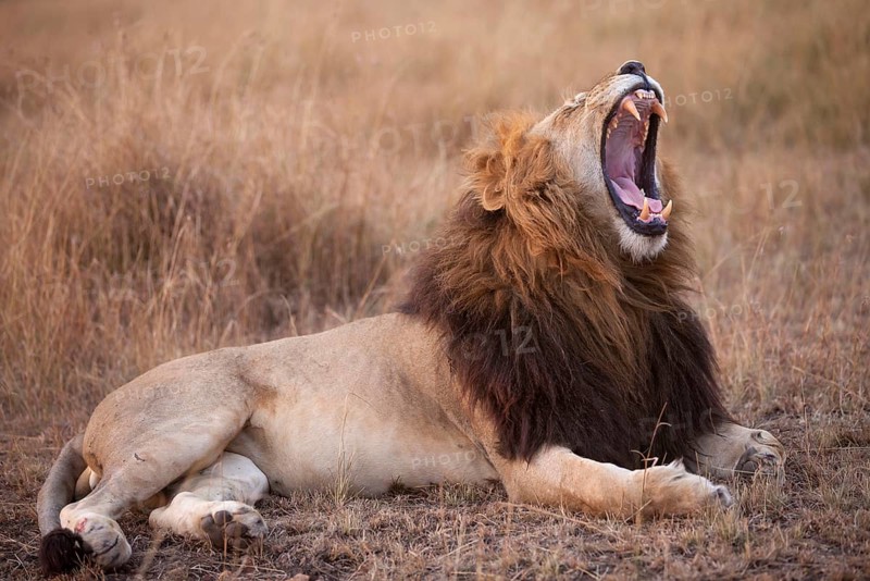 African Lion Lion