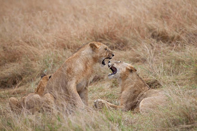 African Lion Lion