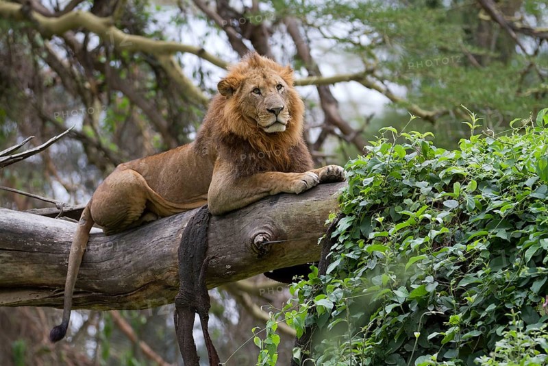 African Lion Lion