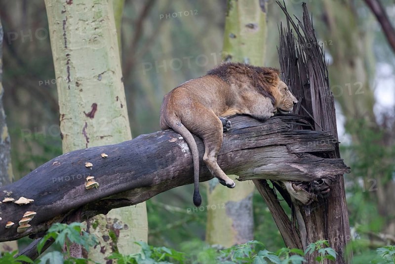 African Lion Lion