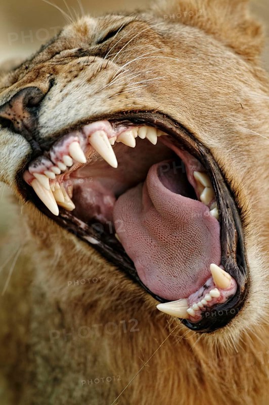 African Lion Lion