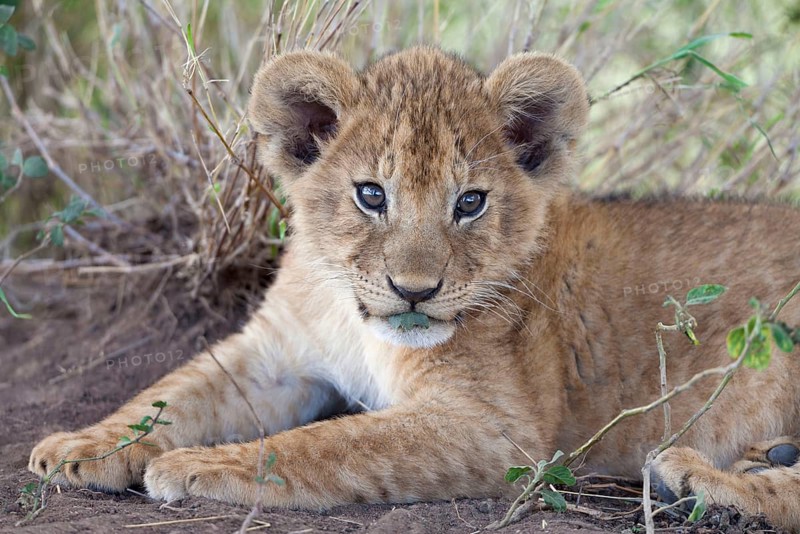 African Lion Lion