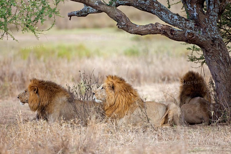 African Lion Lion