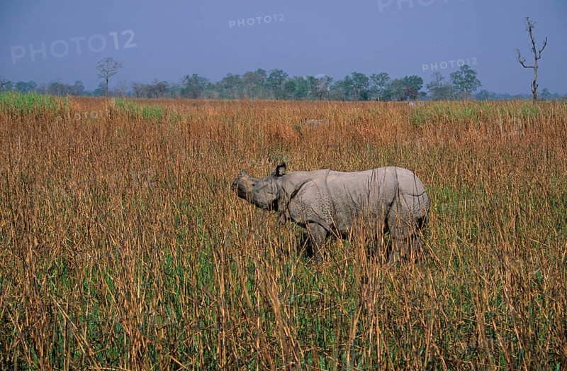 Armoured rhinoceros