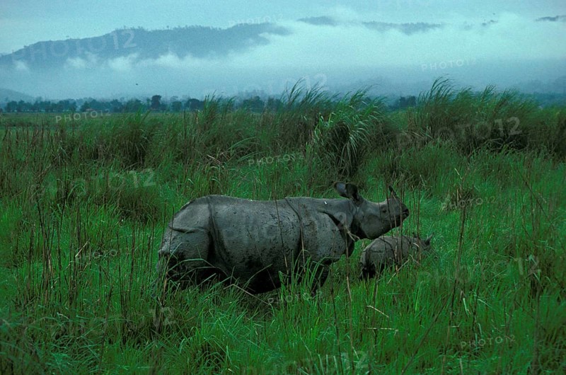 Rhinoceros