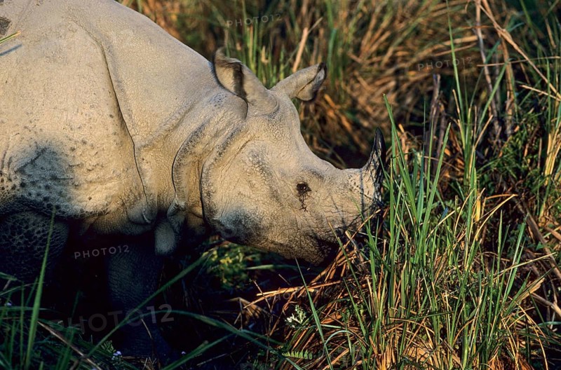 Indian Rhinoceros