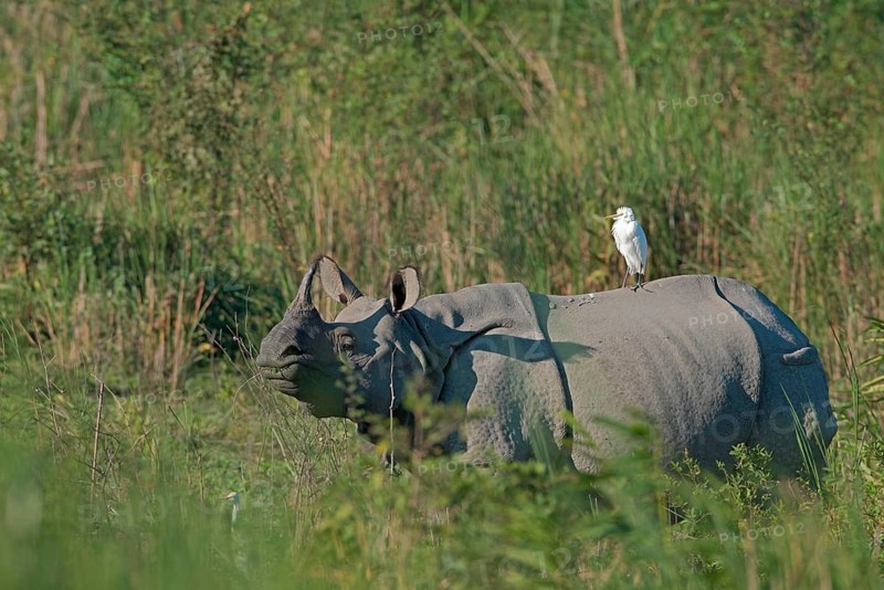 Indian rhinoceros