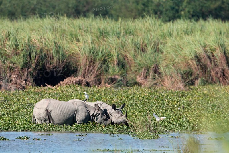 Indian rhinoceros