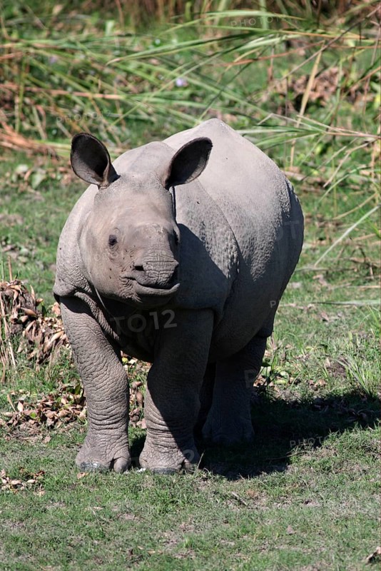 Indian Rhinoceros calf