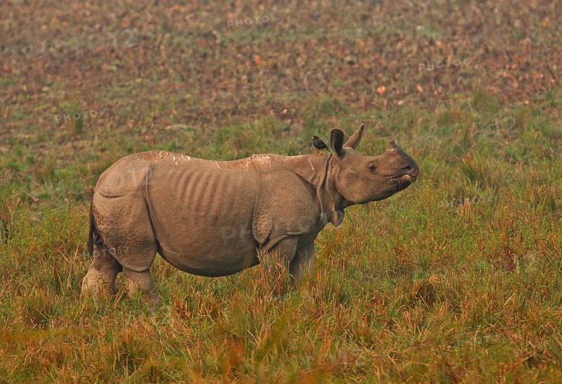 Indian Rhinoceros