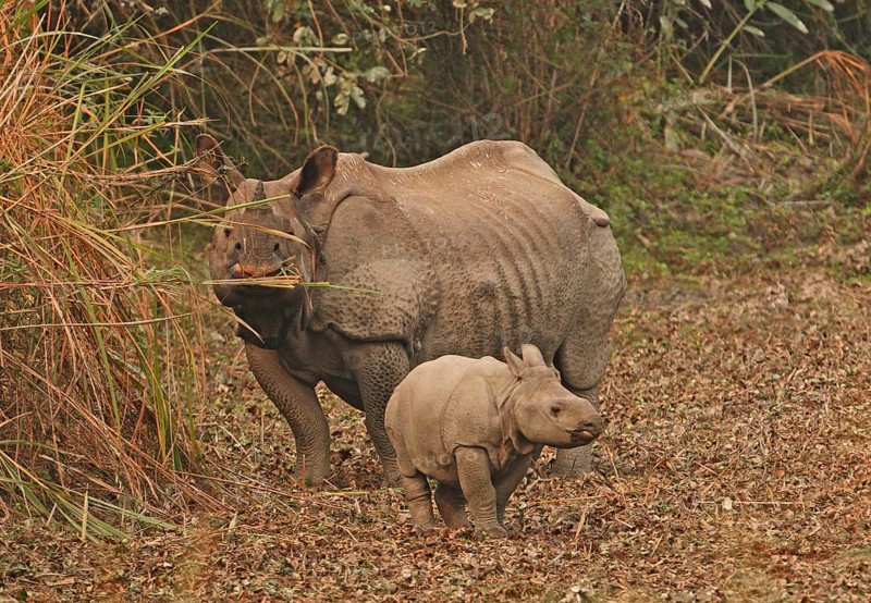 Indian Rhinoceros