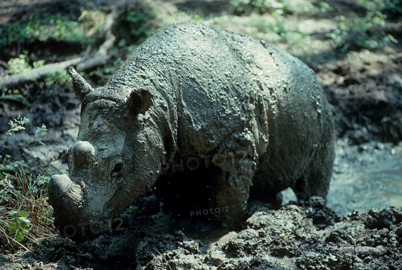 Sumatran Rhinoceros