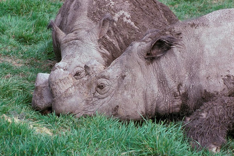 Sumatran Rhinoceros