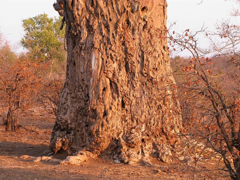 African baobab