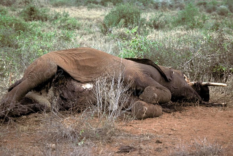 African elephant