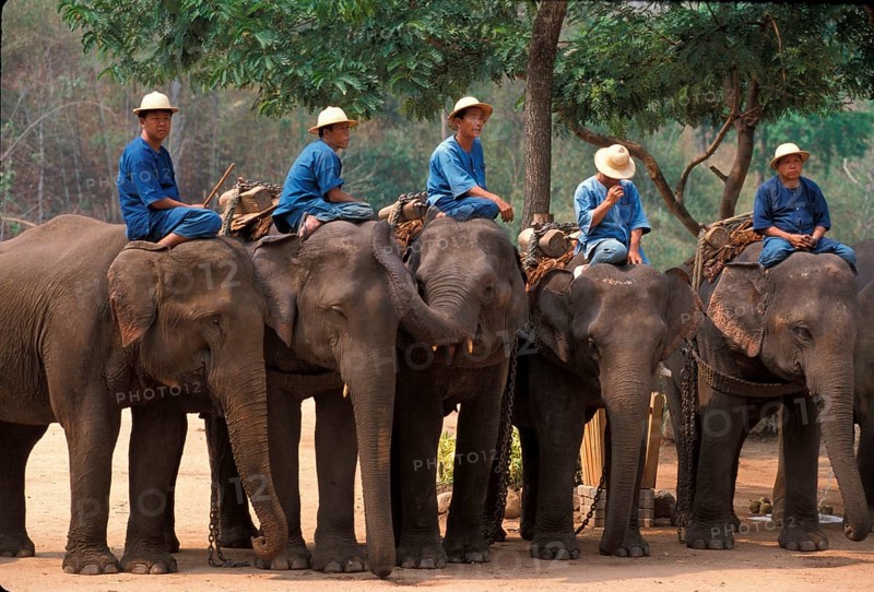 Asian Elephant