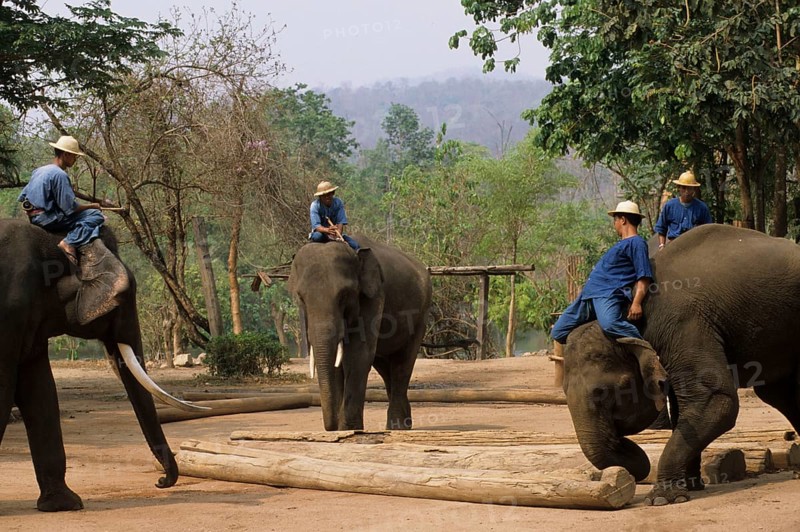 Asian Elephant