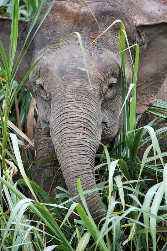 Bornean dwarf elephant