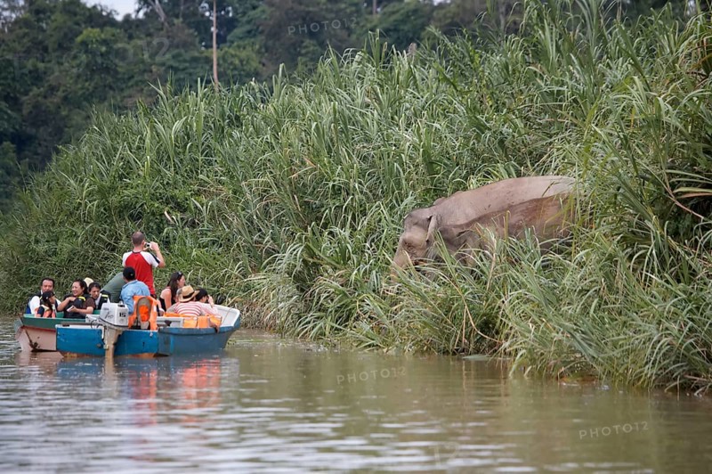 Bornean dwarf elephant