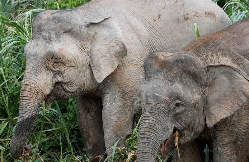 Bornean dwarf elephant