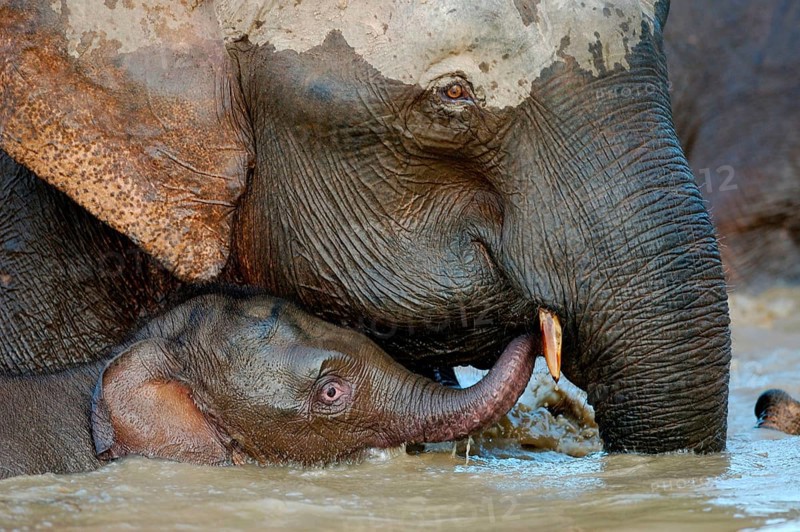 Bornean dwarf elephant