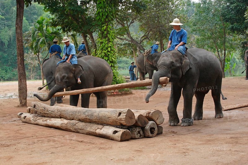 Asian elephant