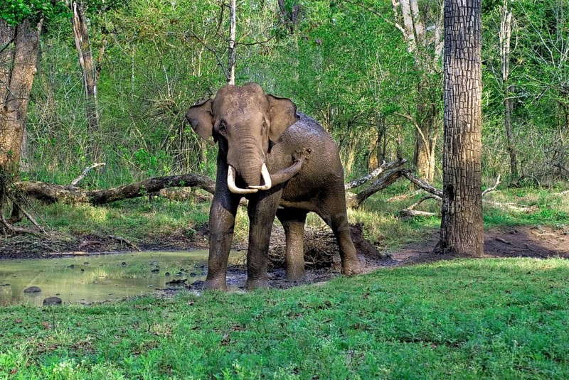 Asian elephant
