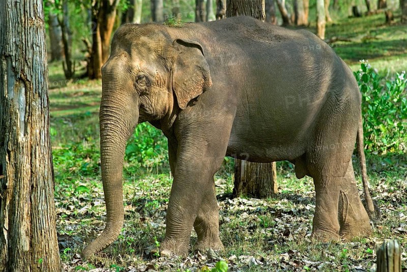 Asian elephant