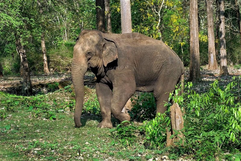 Asian elephant