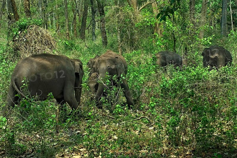 Asian elephant