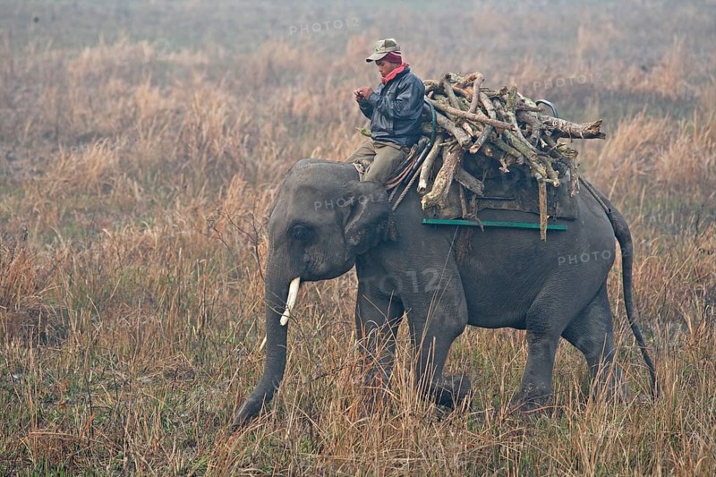 Asian Elephant