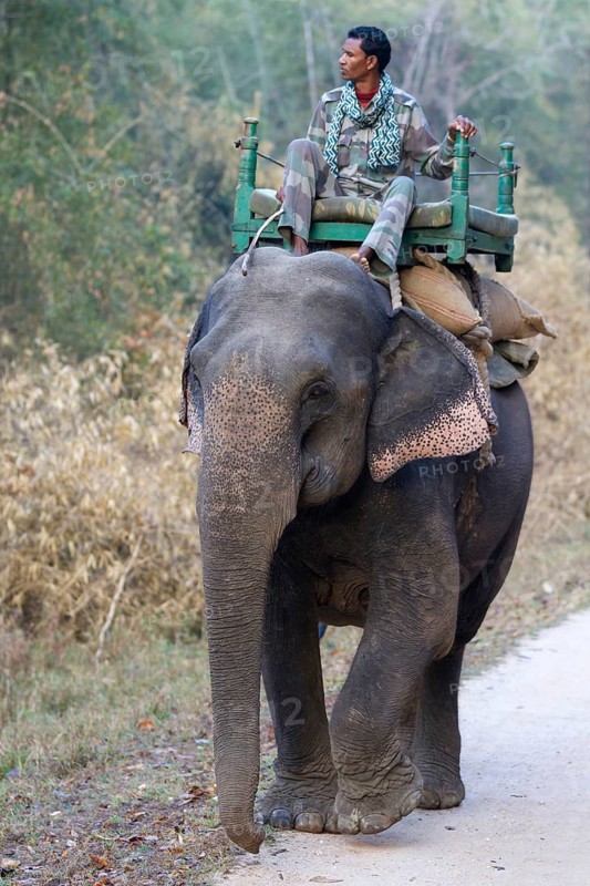Asian elephant