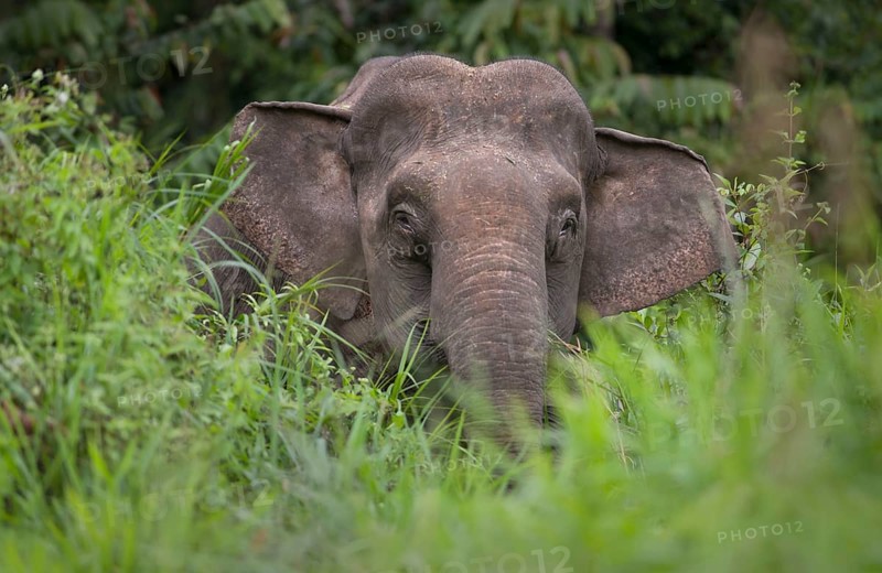 Bornean dwarf elephant