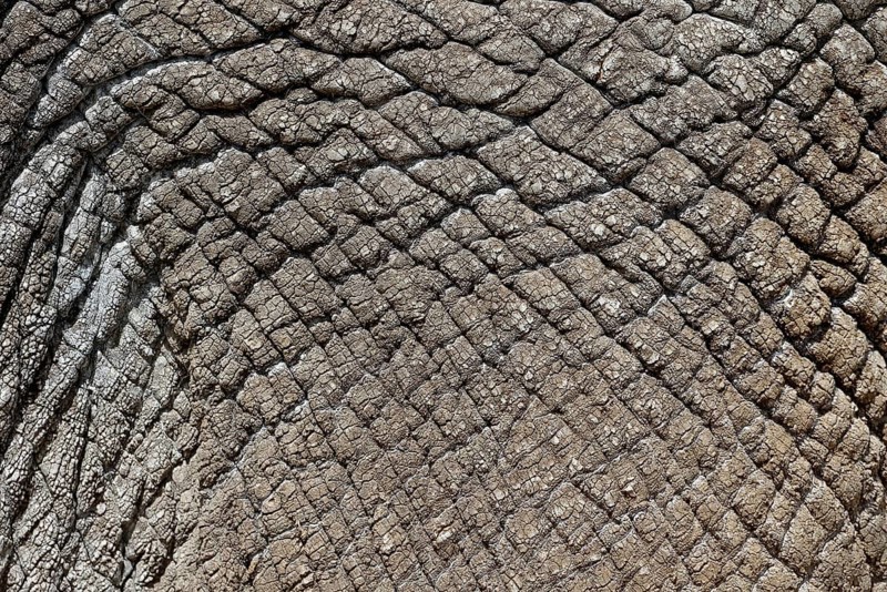 Asian elephant