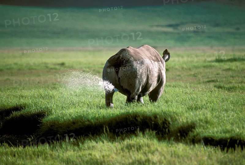 Black rhinoceroses