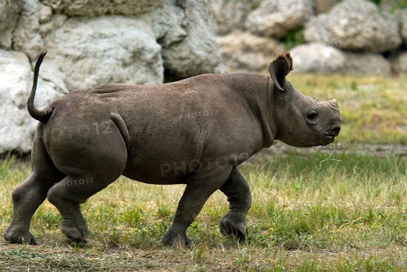 Black rhinoceroses