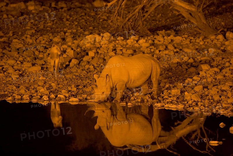 Black Rhinoceros