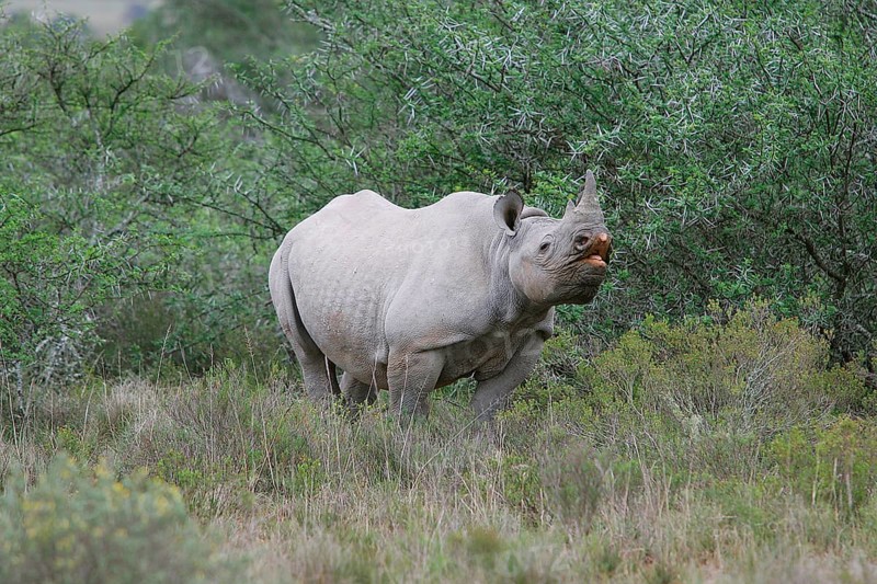Black rhinoceroses