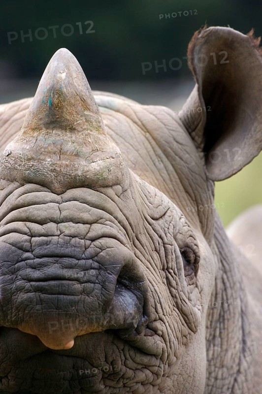 Black rhinoceroses