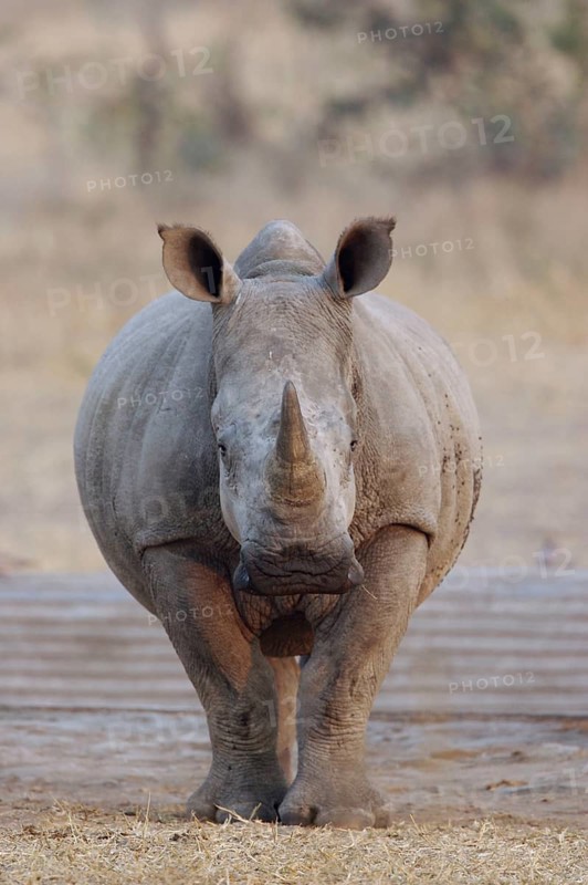 White Rhinoceros