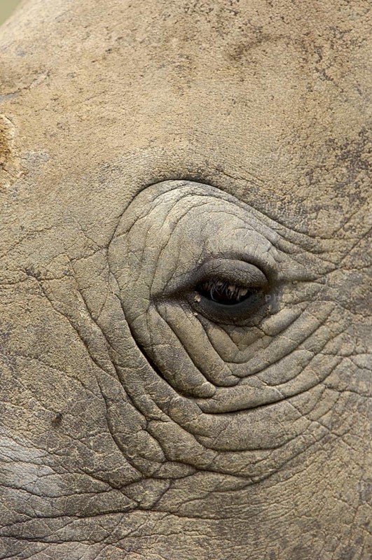 White rhinoceroses