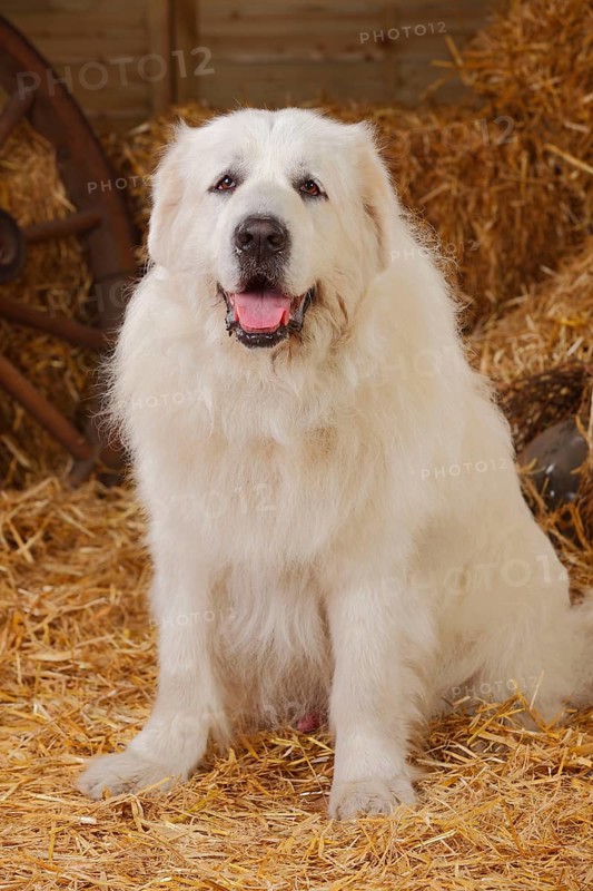 Pyrenean Mountain Dog