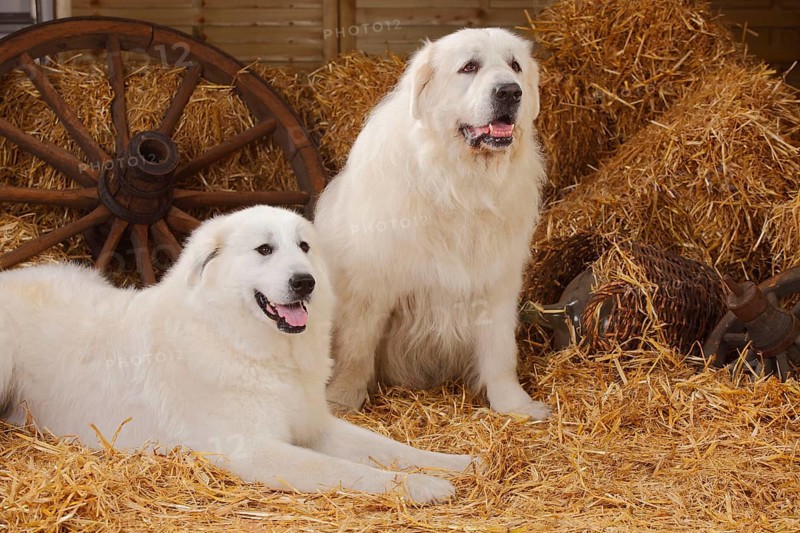 Pyrenean Mountain Dogs