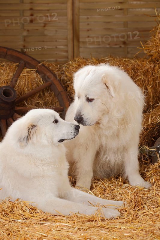 Pyrenean Mountain Dogs