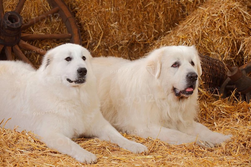 Pyrenean Mountain Dogs