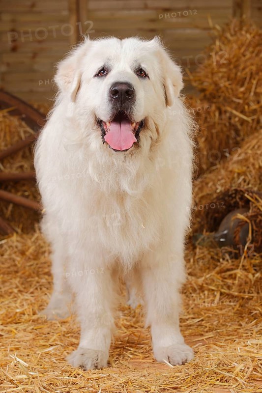 Pyrenean Mountain Dog