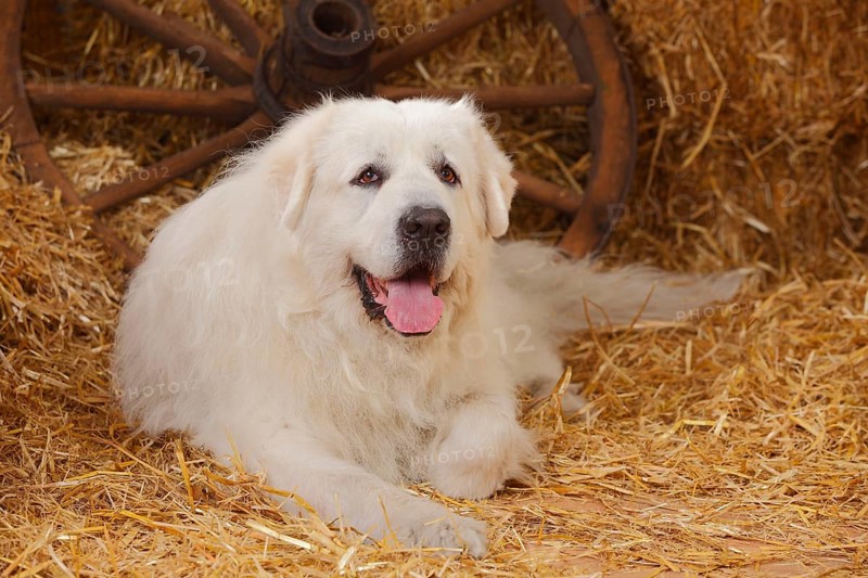 Pyrenean Mountain Dog