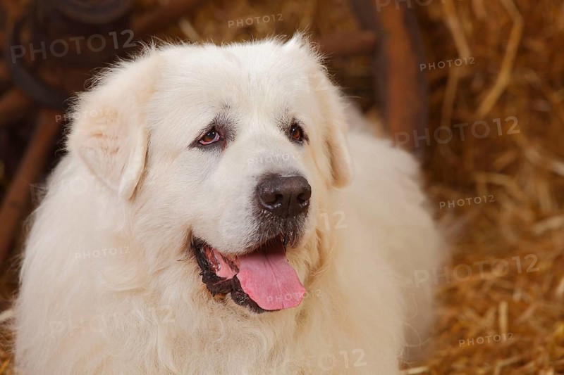 Pyrenean Mountain Dog