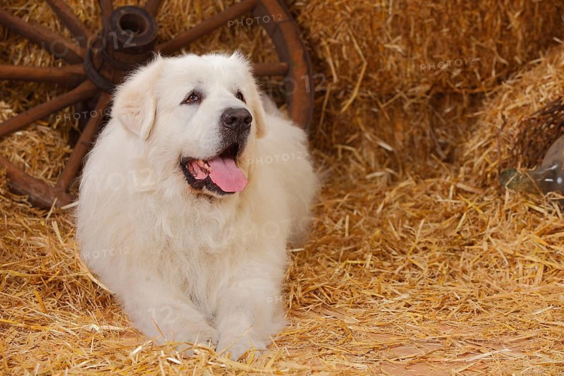 Pyrenean Mountain Dog