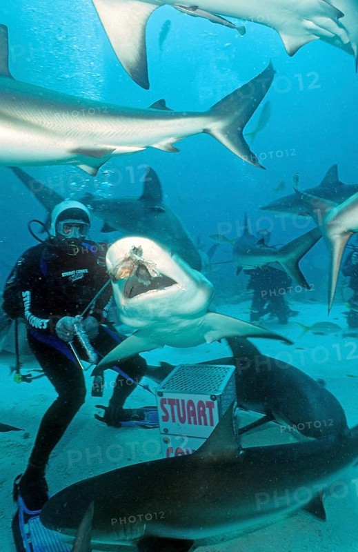 Shark feeding